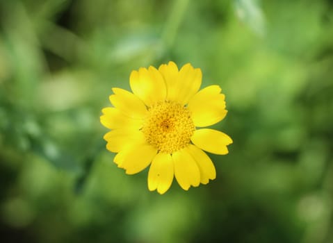 close up of corn marigold