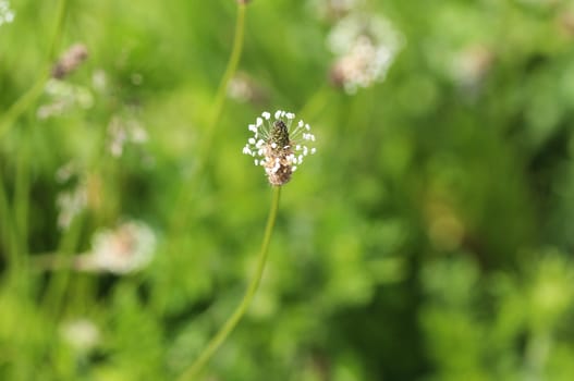 Close up of ribwort plantain in field