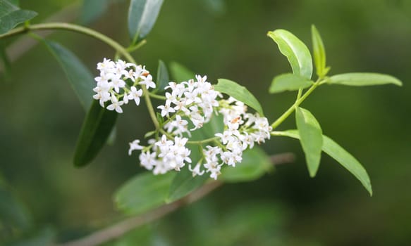 close up of Ligustrum vulgare flower
