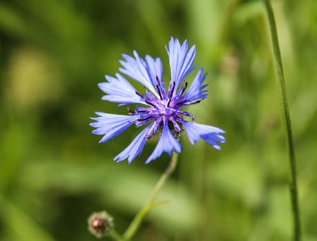 close up of Centaurea cyanus blooming