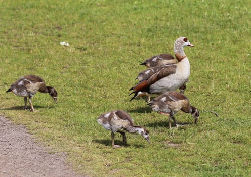 close up of Egyptian goose chicks