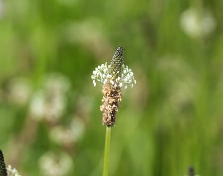 Close up of ribwort plantain in field