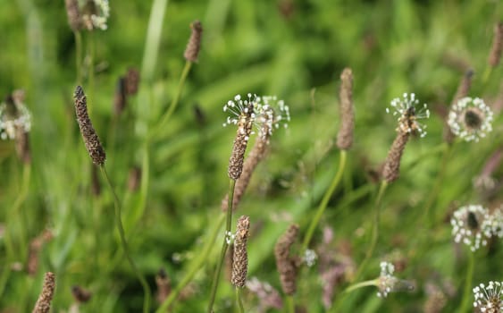 Close up of ribwort plantain in field