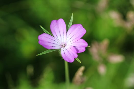 close up of corn-cockle flower