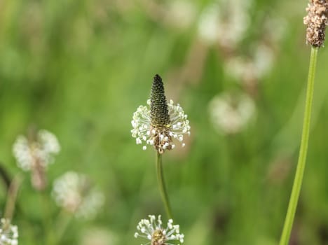 Close up of ribwort plantain in field