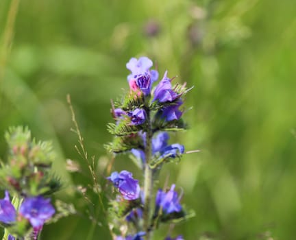 Close up of Echium vulgare flower blooming