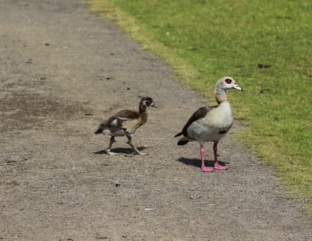 close up of Egyptian goose chicks