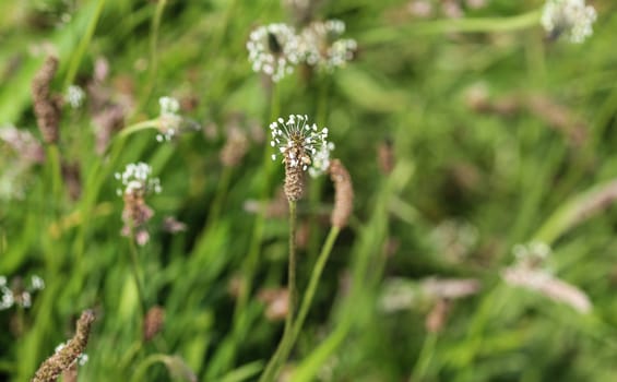 Close up of ribwort plantain in field