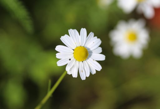 close up of chamomile flower
