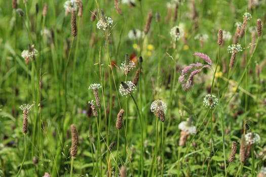 Close up of ribwort plantain in field