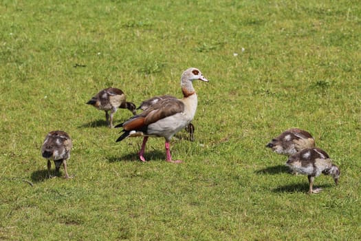 close up of Egyptian goose chicks