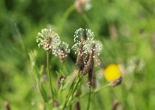Close up of ribwort plantain in field