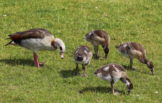 close up of Egyptian goose chicks