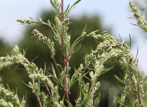 close up of Artemisia vulgaris flower blooming