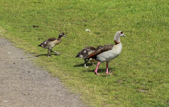 close up of Egyptian goose chicks