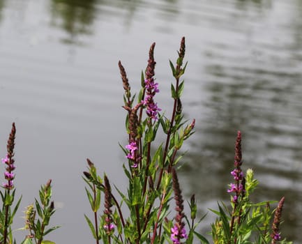 close up of purple loosestrife blooming close to the water