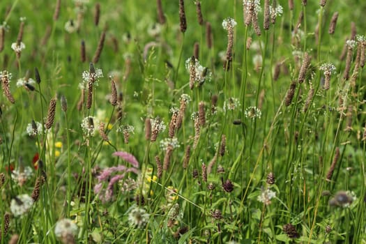 Close up of ribwort plantain in field