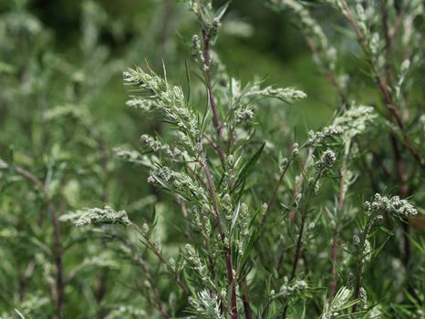 close up of Artemisia vulgaris flower blooming