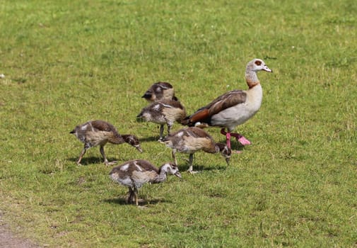 close up of Egyptian goose chicks