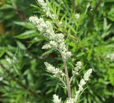 close up of Artemisia vulgaris flower blooming