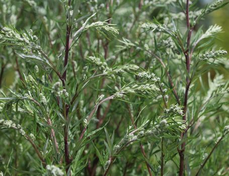 close up of Artemisia vulgaris flower blooming