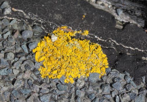 close up of Xanthoria parietina lichen