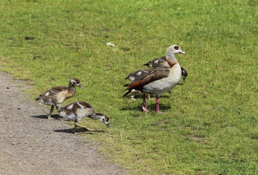 close up of Egyptian goose chicks