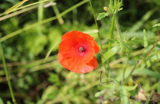 close up of long headed popp blooming