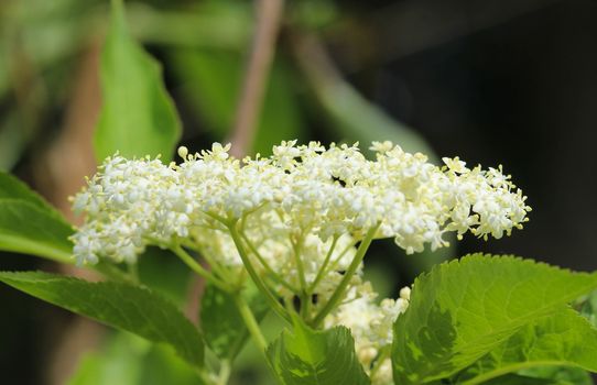 close up of Sambucus flower bush, also known as elder, elderberry, black elder, European elder, European elderberry and European black elderberry. Blooming during spring