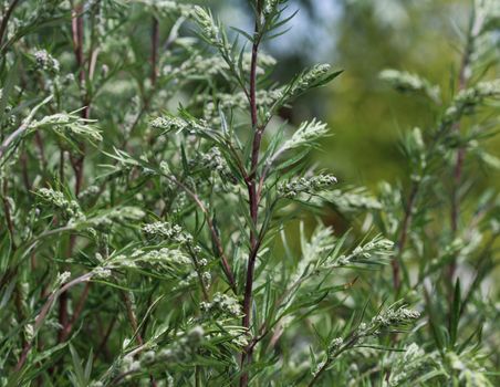 close up of Artemisia vulgaris flower blooming