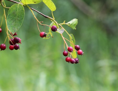 close up of Amelanchier ovalis berry