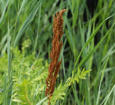 close up of Osmunda regalis, or royal fern, blooming in spring