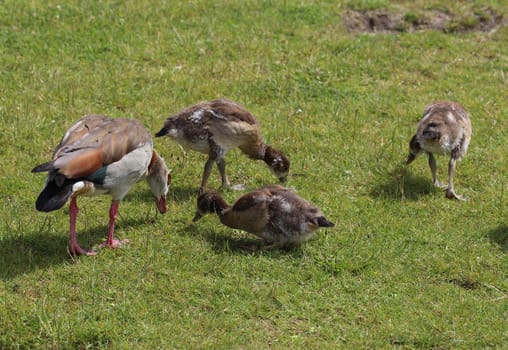 close up of Egyptian goose chicks