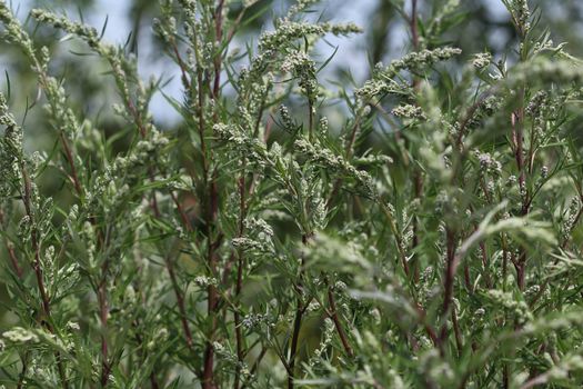 close up of Artemisia vulgaris flower blooming