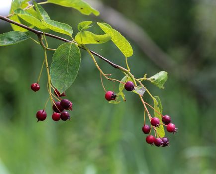 close up of Amelanchier ovalis berry