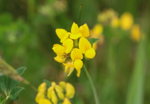 close up of bird's foot trefoil blooming