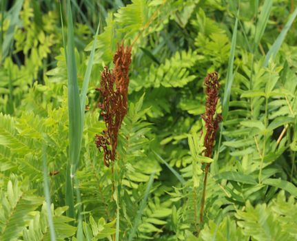 close up of Osmunda regalis, or royal fern, blooming in spring