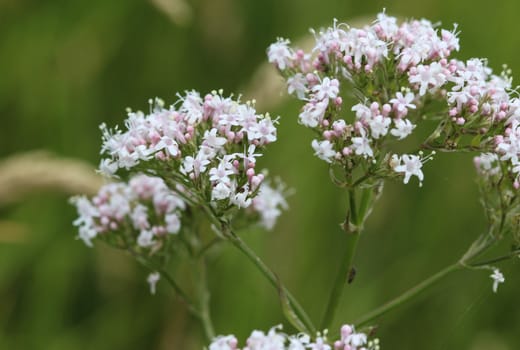 close up of marsh valerian or Valeriana dioica, blooming in spring