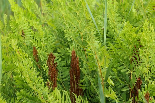 close up of Osmunda regalis, or royal fern, blooming in spring