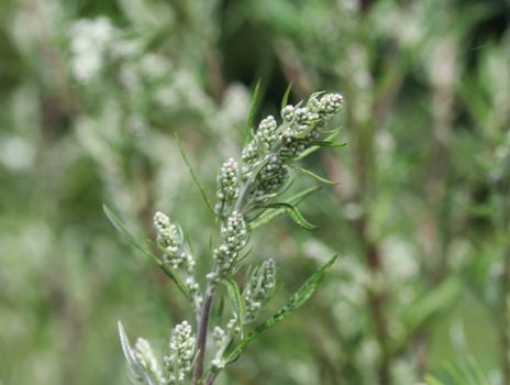 close up of Artemisia vulgaris flower blooming