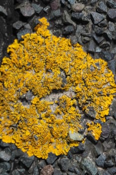 close up of Xanthoria parietina lichen