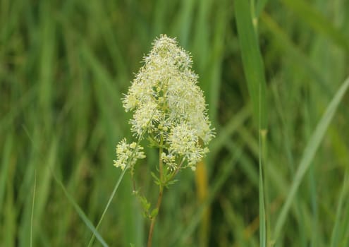 Close up of common meadow-rue blooming in the field