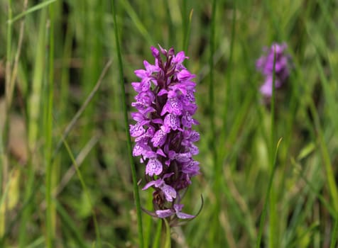 close up of western marsh orchid flower blooming