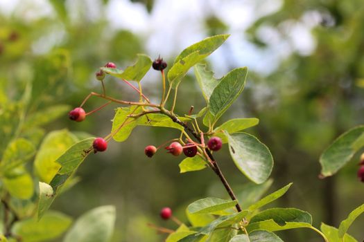close up of Amelanchier ovalis berry