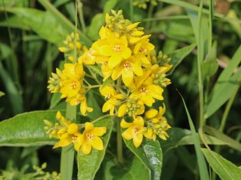 close up of Lysimachia vulgaris flower,