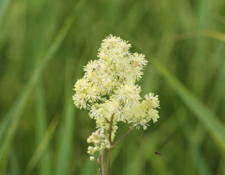 Close up of common meadow-rue blooming in the field