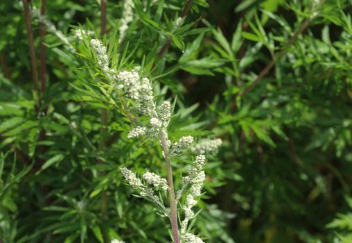 close up of Artemisia vulgaris flower blooming