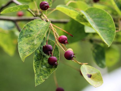 close up of Amelanchier ovalis berry