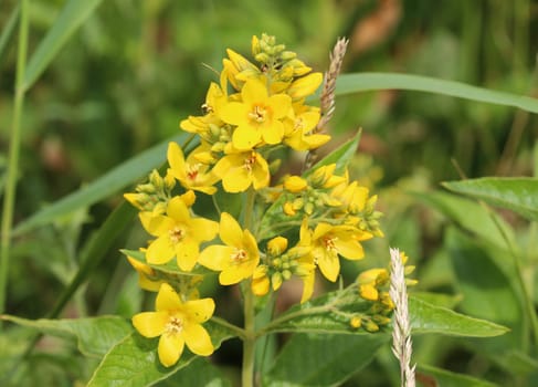 close up of Lysimachia vulgaris flower,