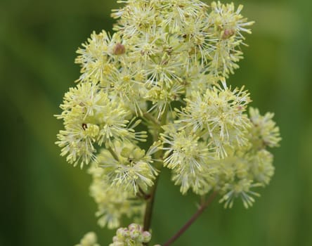 Close up of common meadow-rue blooming in the field